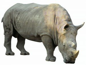 RHINO PICTURE 300x228 Last Female Rhino in South African Park Killed by Poachers